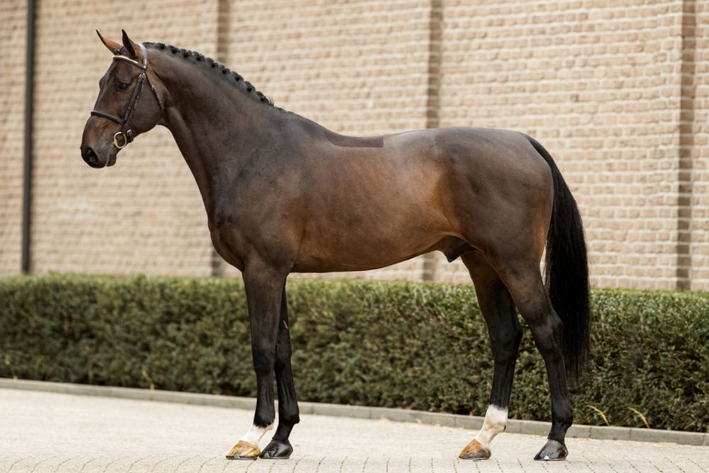 El Barone 111 - Image 2